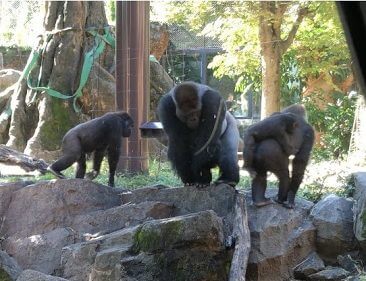 ゴリラ-上野動物園