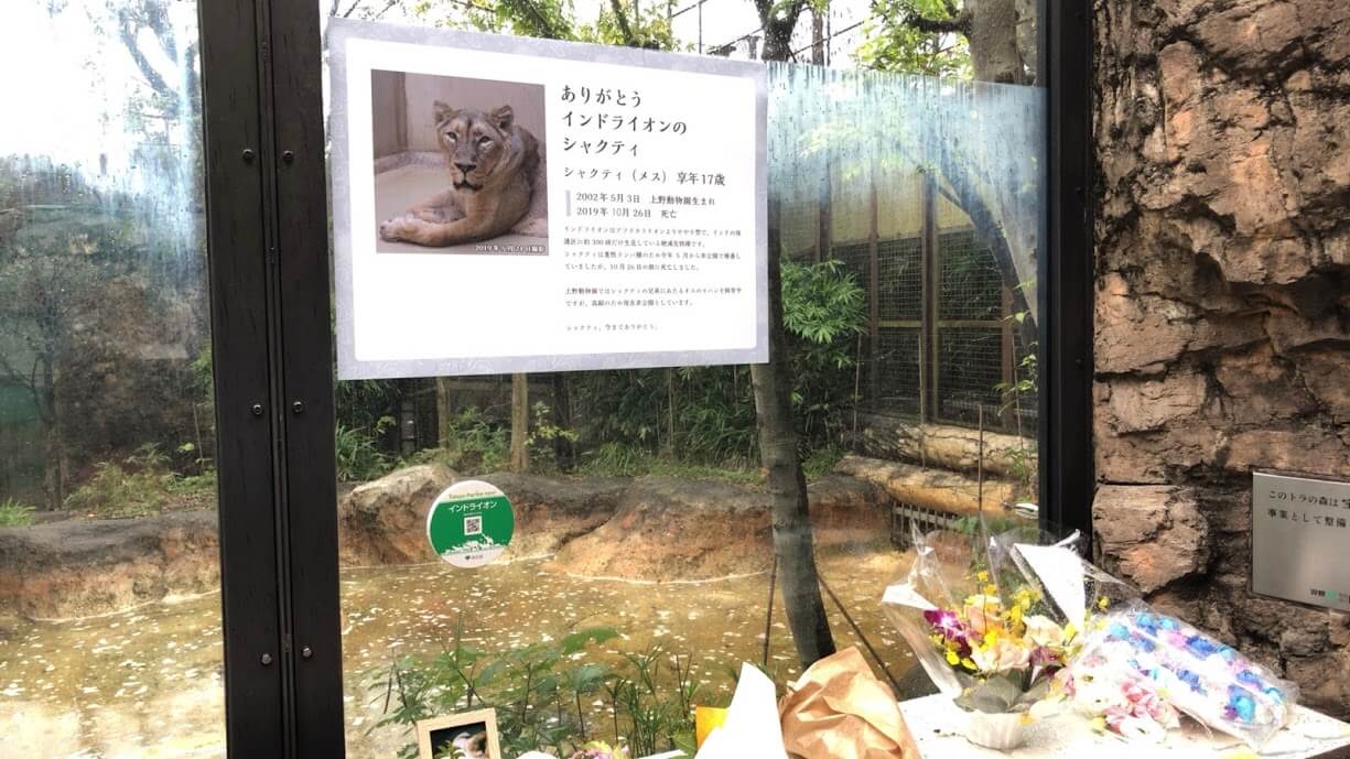 上野動物園-ライオン