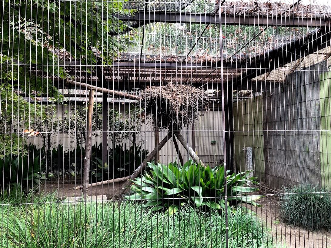 上野動物園-シュモクドリの巣