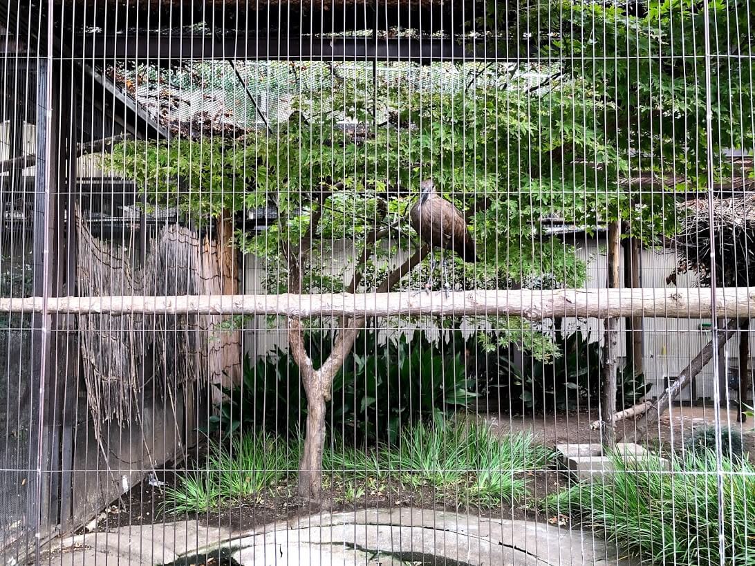 上野動物園-シュモクドリ