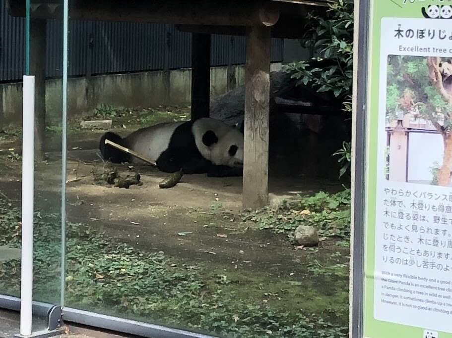 上野動物園-パンダ