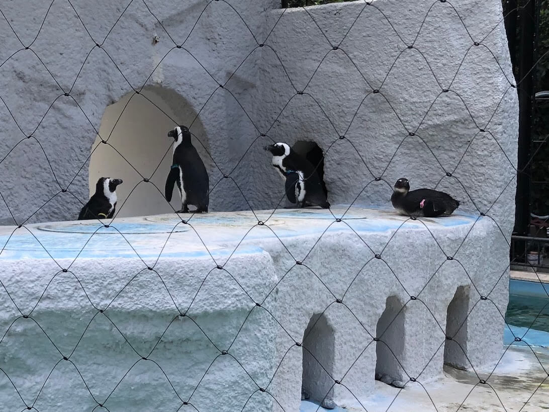 上野動物園-ケープペンギン