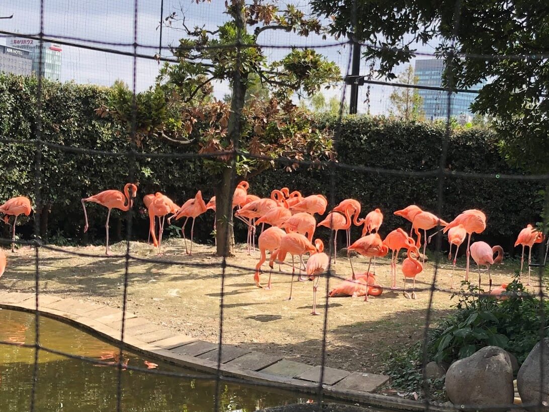 上野動物園-ベニイロフラミンゴ