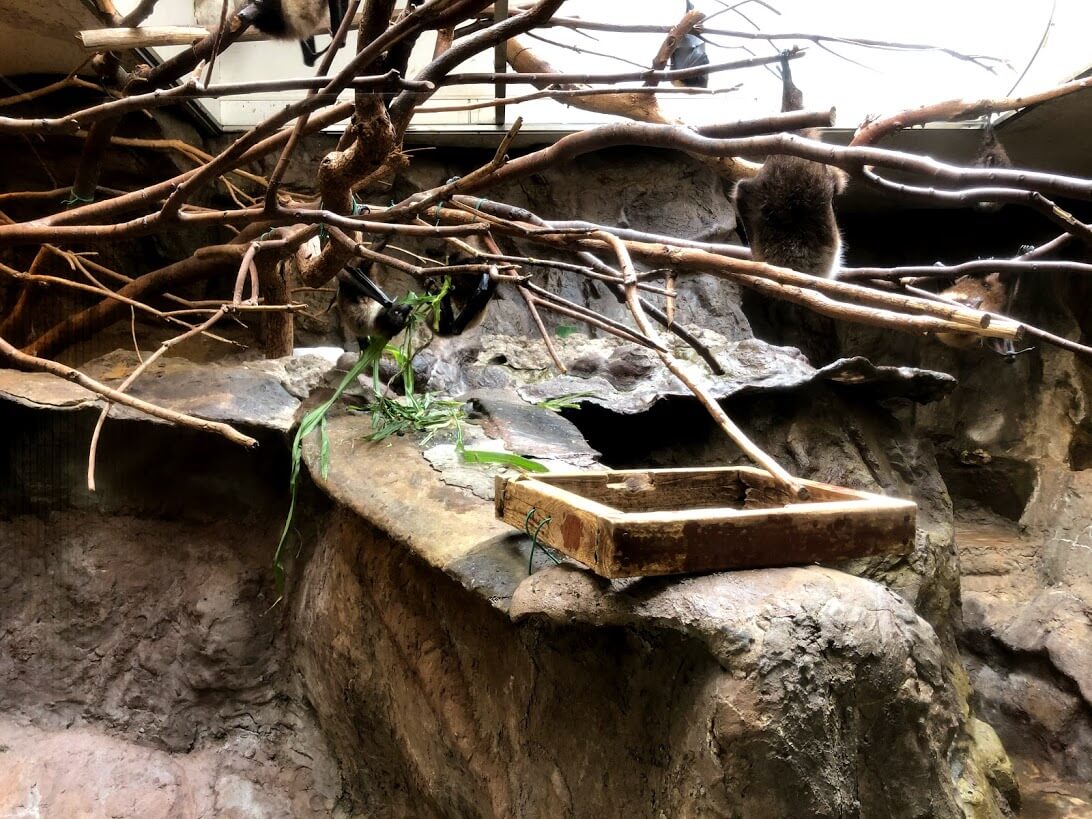 上野動物園-オリイオオコウモリ