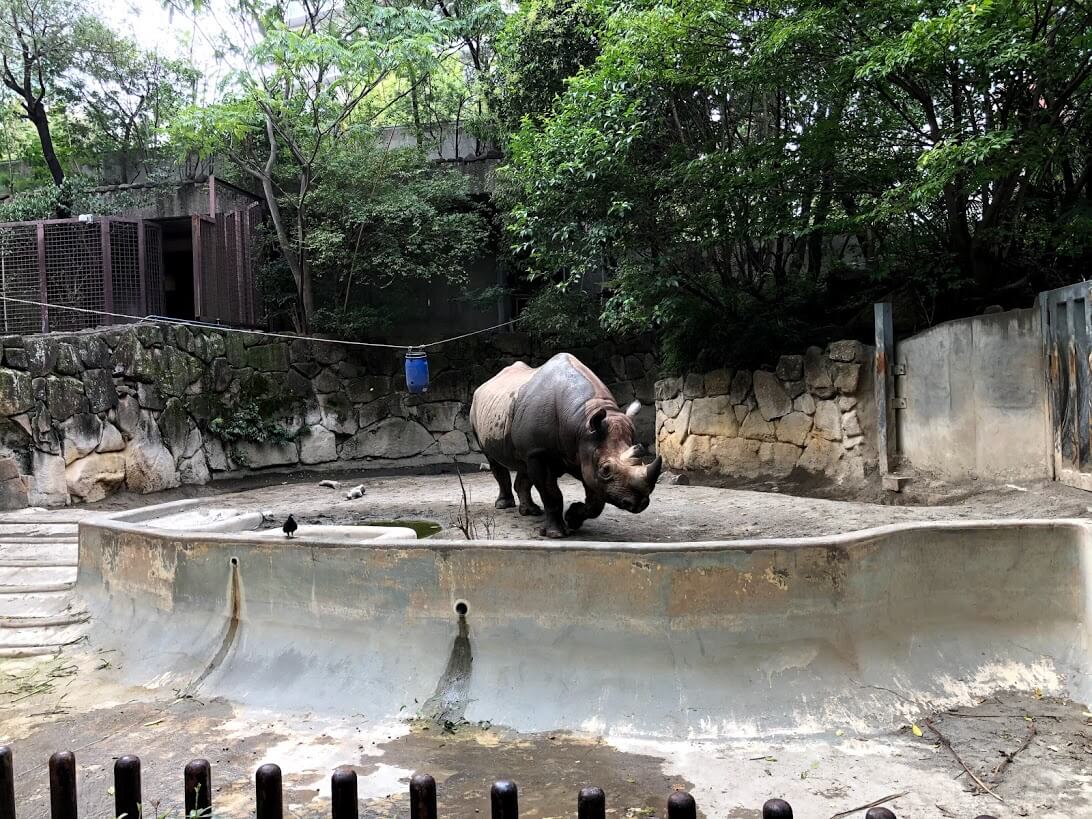 上野動物園-サイ