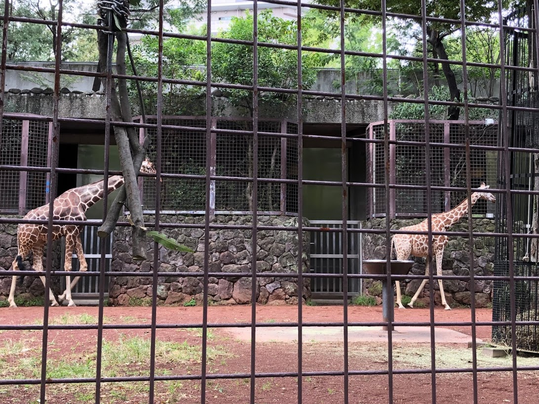 上野動物園-キリン