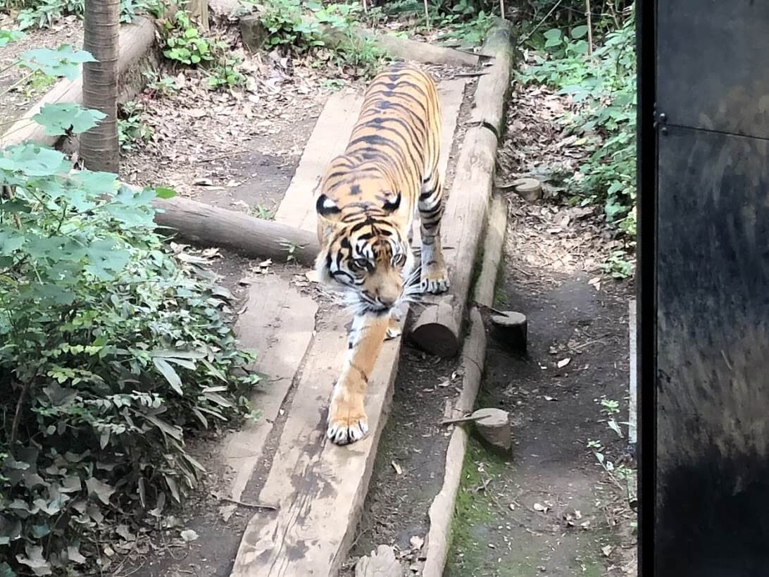上野動物園-トラ
