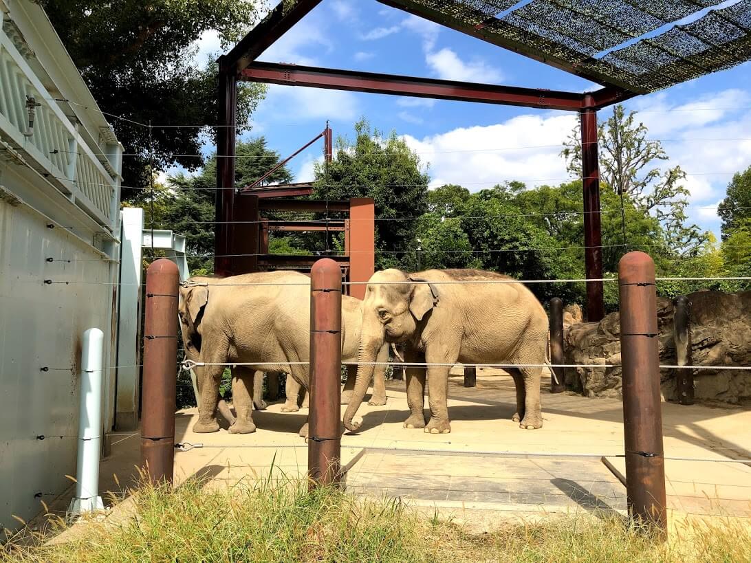 上野動物園-インドゾウ