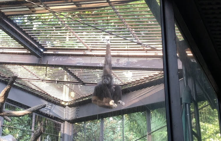 上野動物園－シロテテナガザル
