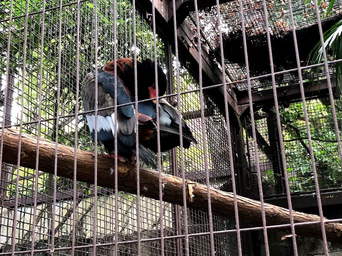上野動物園-ダルマワシ