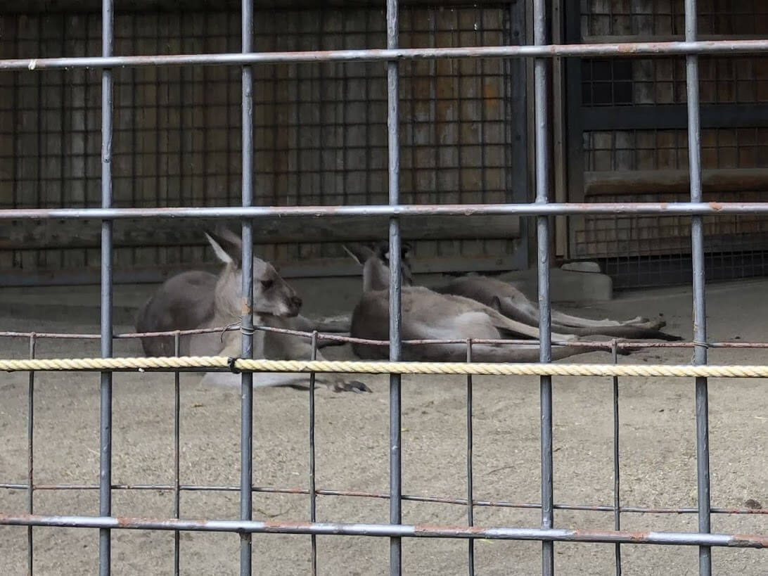 上野動物園-カンガルー