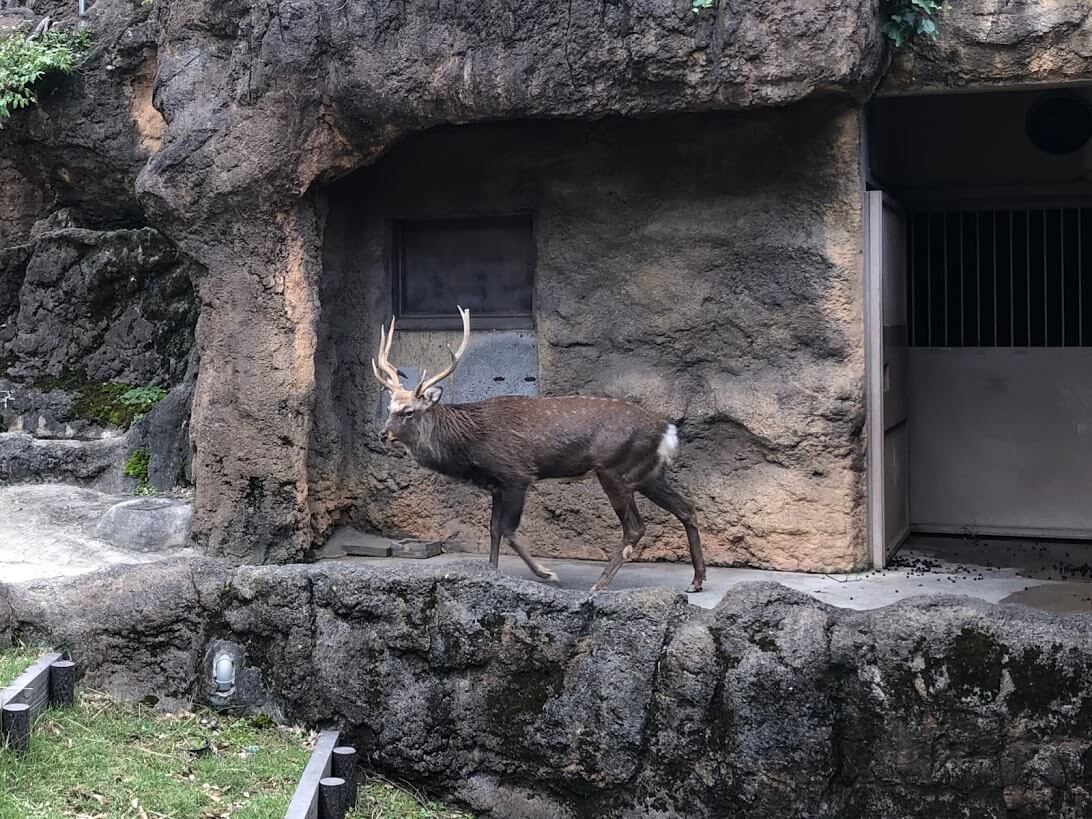 上野動物園-エゾシカ