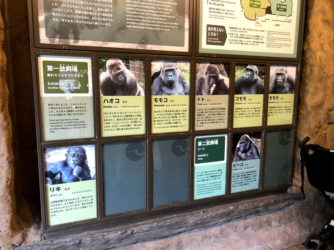 上野動物園-ゴリラ