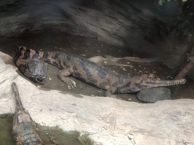 上野動物園-ワニ