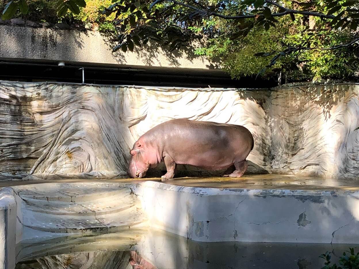 上野動物園-カバ