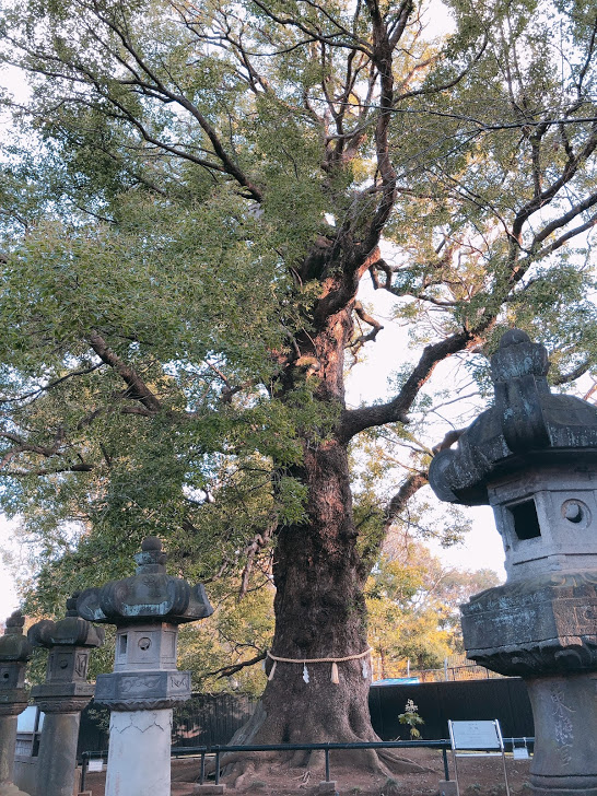 上野東照宮-御神木