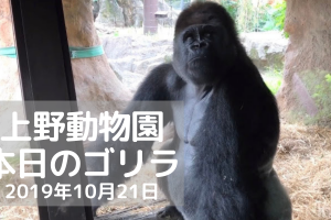 ゴリラ-上野動物園-20191021