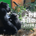 ゴリラ-上野動物園-20191023