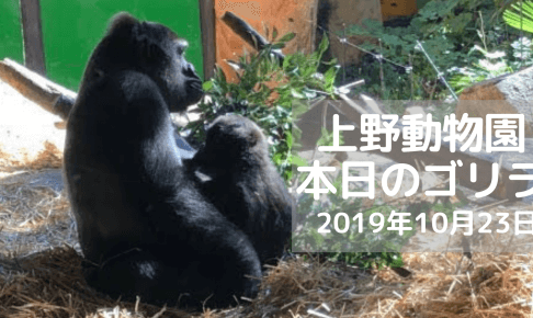 ゴリラ-上野動物園-20191023