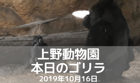 上野動物園-ゴリラ-20191016