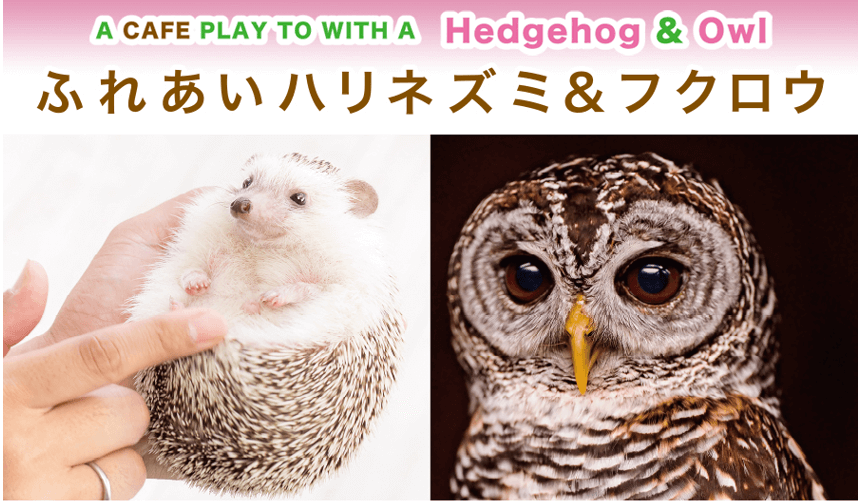 ふれあいハリネズミ＆フクロウチーズ