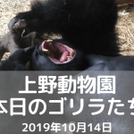 上野動物園-ゴリラ-20191014