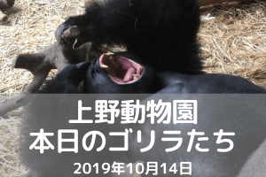 上野動物園-ゴリラ-20191014