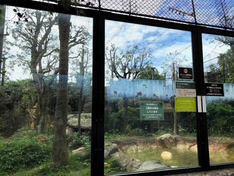 上野動物園-ライオン