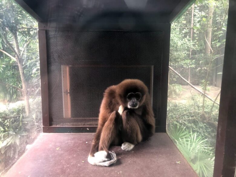 上野動物園-シロテテナガザル