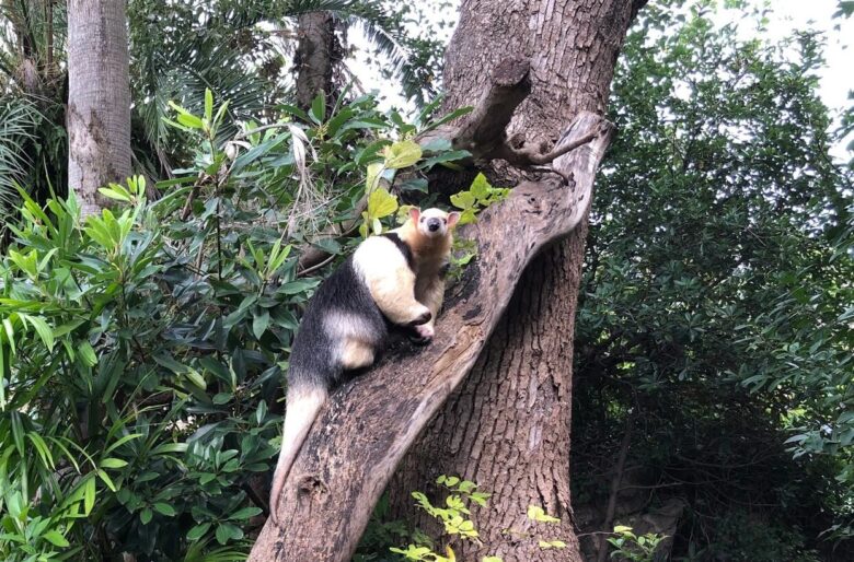 上野動物園-アリクイ