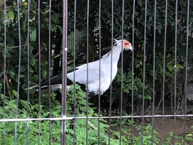 上野動物園-ヘビクイワシ