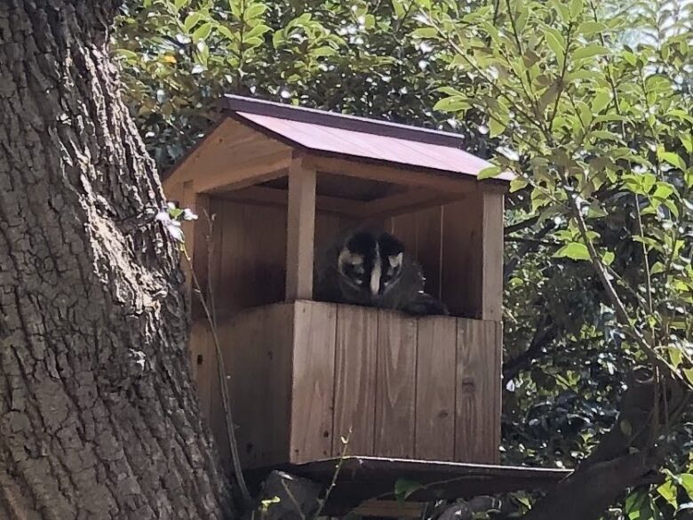 上野動物園-ハクビシン