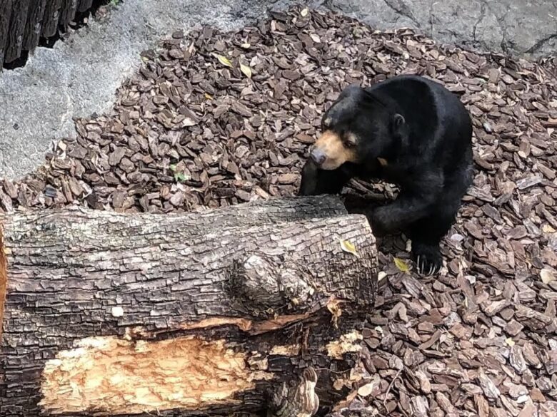 上野動物園-マレーグマ