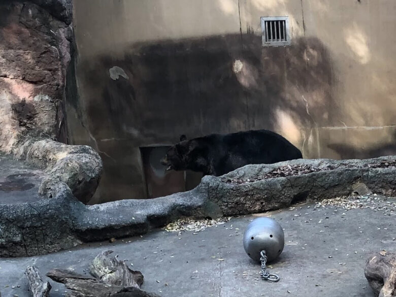 上野動物園-エゾヒグマ