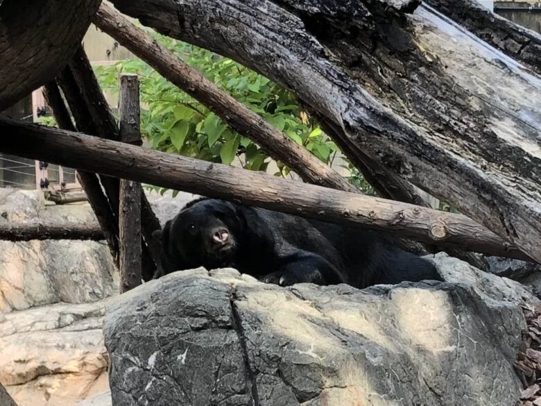 上野動物園-ツキノワグマ