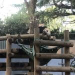 上野動物園-パンダ