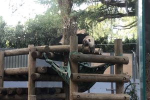 上野動物園-パンダ