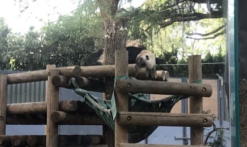 上野動物園-パンダ