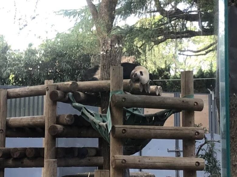 上野動物園-パンダ