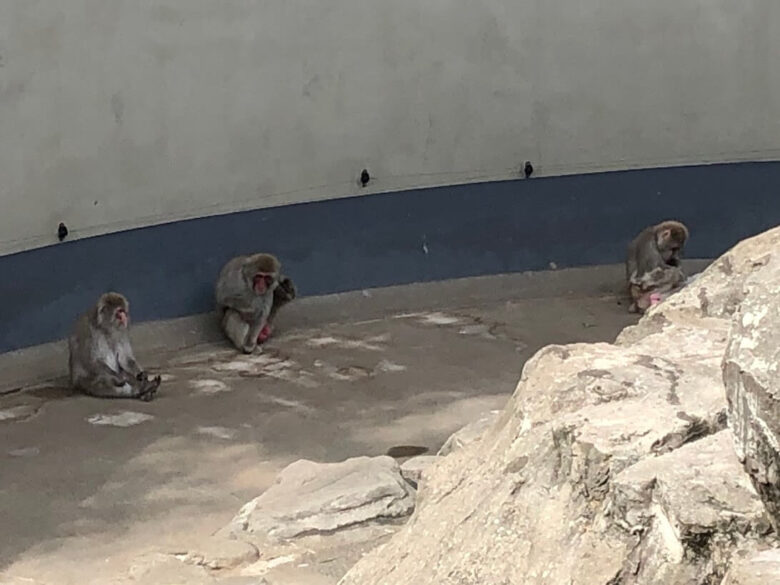 上野動物園-ニホンザル