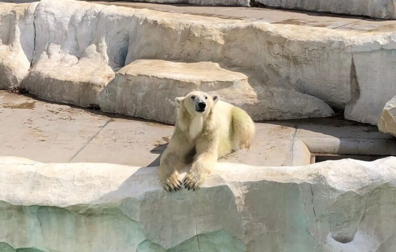 上野動物園-ホッキョクグマ