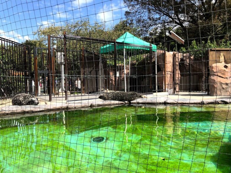 上野動物園-アザラシ