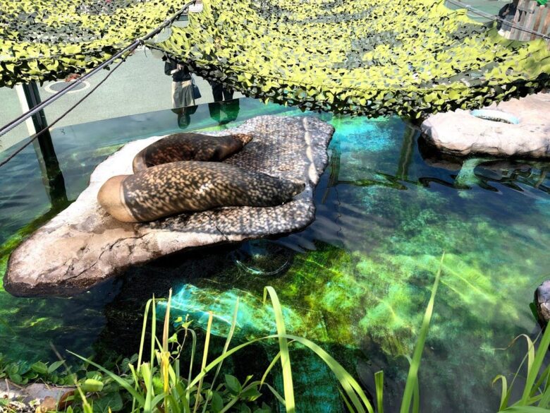 上野動物園-アシカ