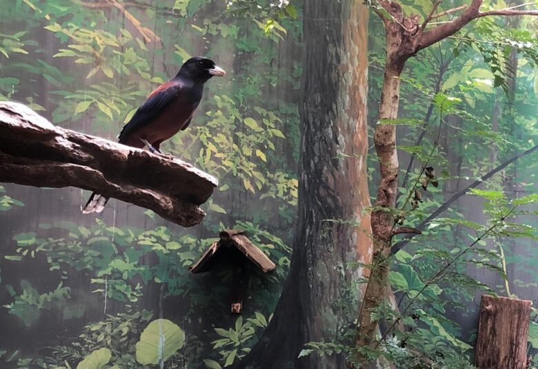 上野動物園-ルリカケス