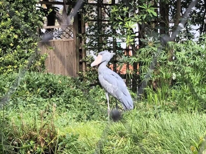 上野動物園-ハシビロコウ