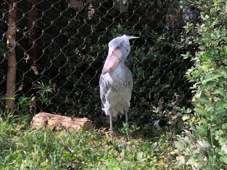 上野動物園-ハシビロコウ