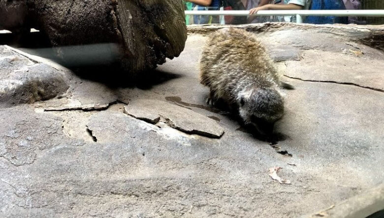 上野動物園-ミーアキャット