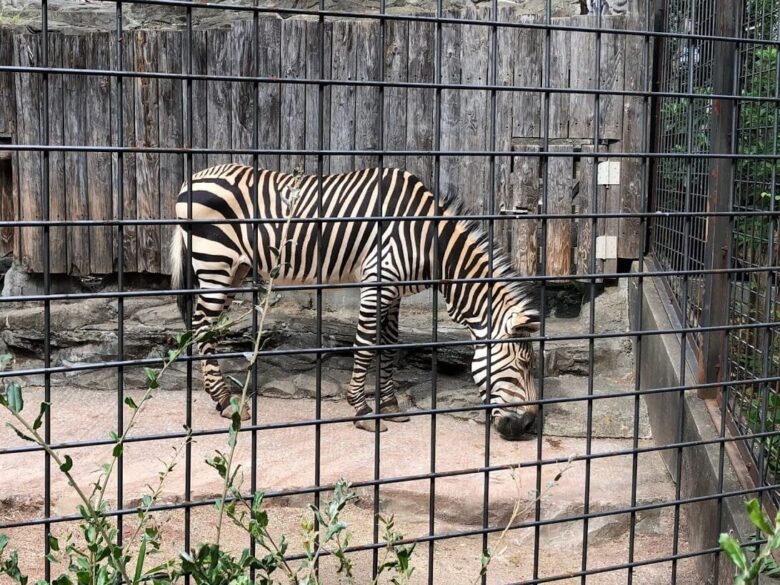 上野動物園-ハートマンヤマシマウマ