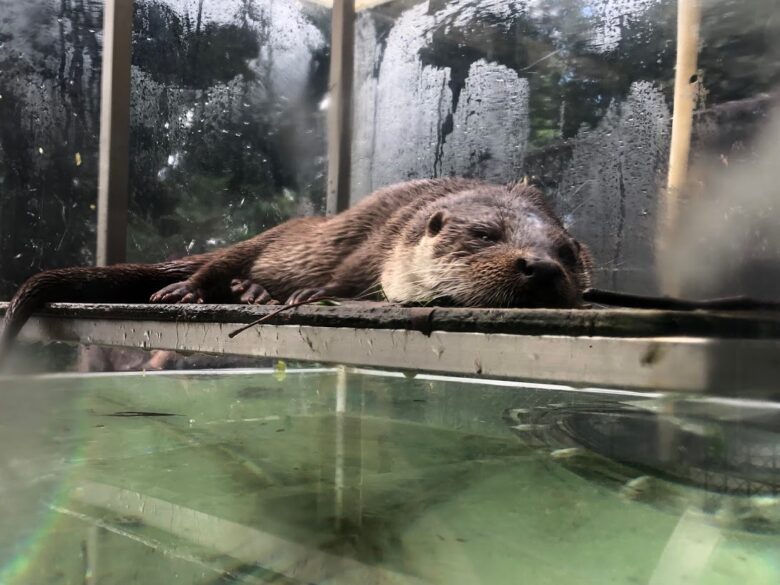 上野動物園-ユーラシアカワウソ