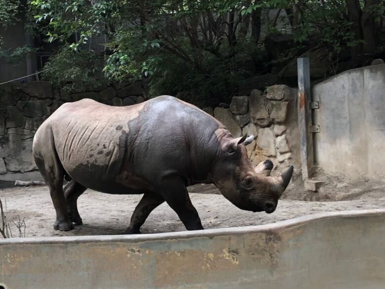 上野動物園-サイ